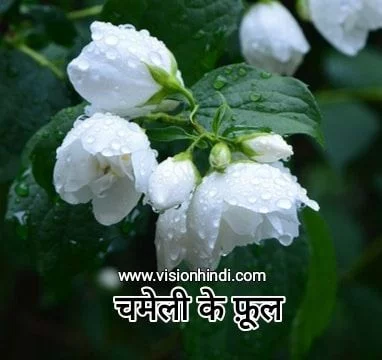 60+ List Of Rare Flowers Name in Hindi With Picture