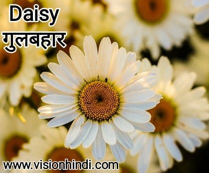 20+ List Of Rare Flowers Name in Hindi With Picture