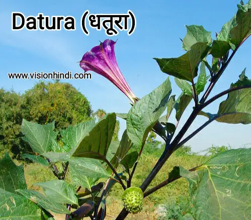 60+ List Of Rare Flowers Name in Hindi With Picture