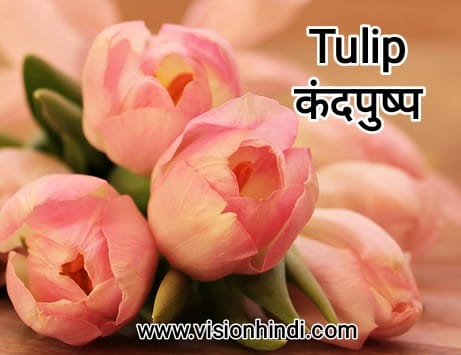 20+ List Of Rare Flowers Name in Hindi With Picture