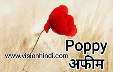20+ List Of Rare Flowers Name in Hindi With Picture