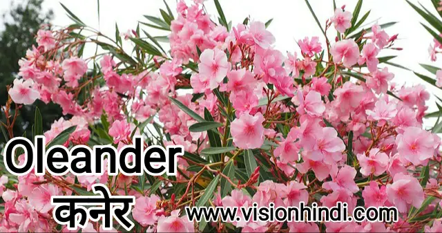 20+ List Of Rare Flowers Name in Hindi With Picture