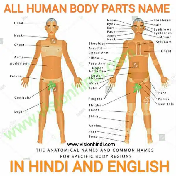 ALL HUMAN BODY PARTS NAME IN HINDI AND ENGLISH 