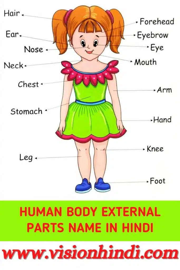 Human body parts name in hindi And English
