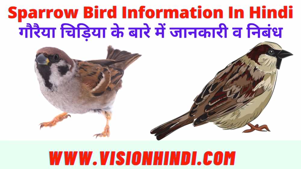Information About Sparrow In Hindi गौरैया चिड़िया के बारे में जानकारी