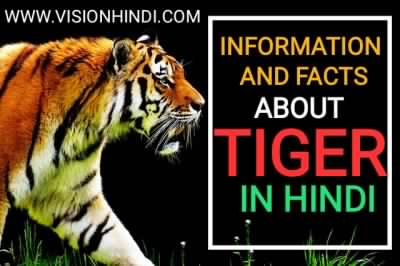 INFORMATION AND FACTS ABOUT TIGER IN HINDI